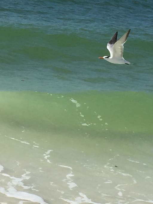 Free as a Bird!