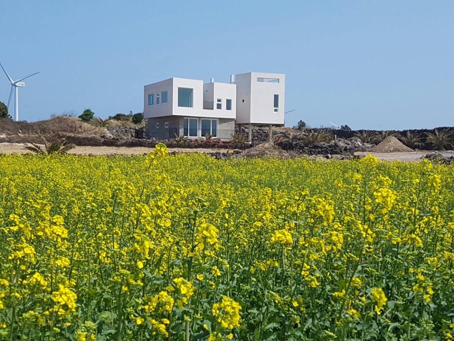 Jeju Palmhouse 제주팜하우스