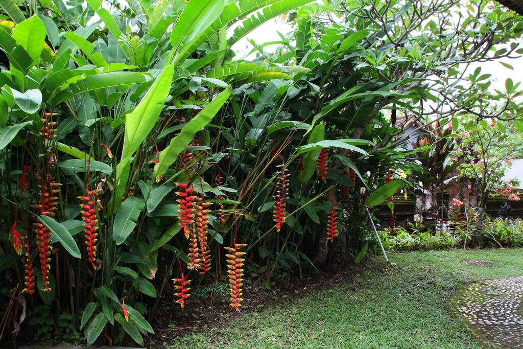 Small Garden in front Cempaka Room