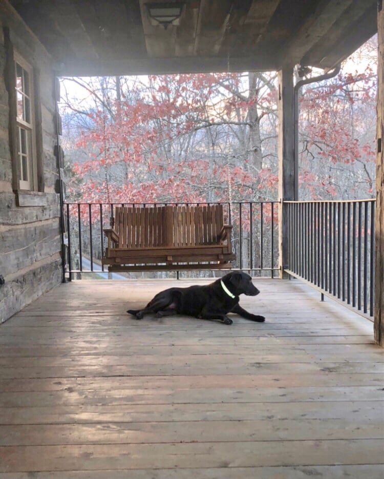 A covered front porch showcases a wooden swing and a spacious wooden floor. A black dog relaxes nearby, with trees displaying autumn foliage visible in the background. Soft light filters through the trees, enhancing the tranquil outdoor setting.