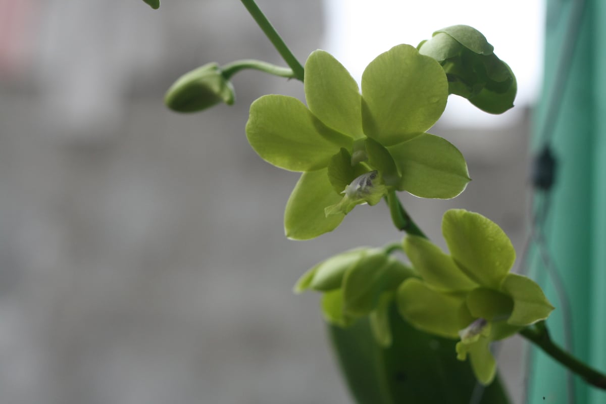 A close-up of delicate green orchids is displayed against a softly blurred background. The flowers exhibit various shades of green, with subtle details visible in the petals and leaves. The natural light enhances the gentle contours of the blossoms.