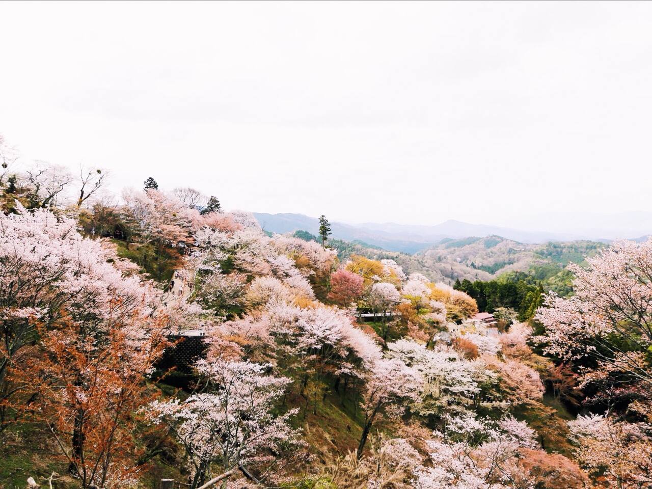 易醉樱时 满目樱花等闲开 烂漫吉野山 奈良旅游攻略 尽在airbnb爱彼迎