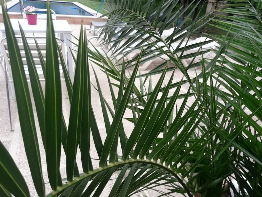 Swimming pool and outdoor area