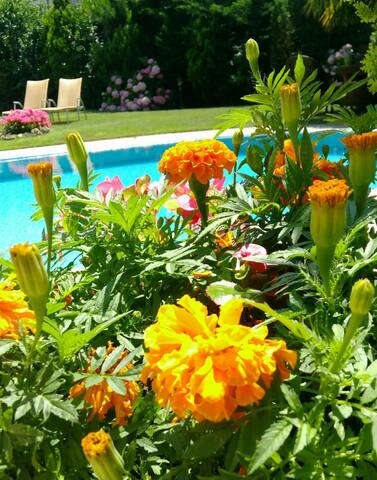 Luxurious Villa for Large Families gallery image 5