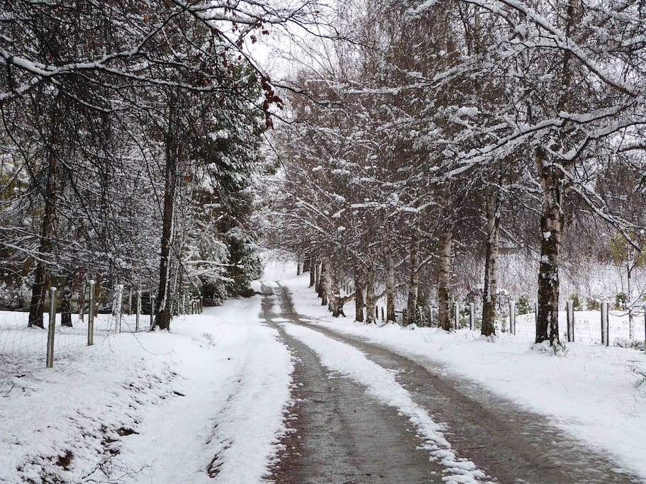Driveway in winter