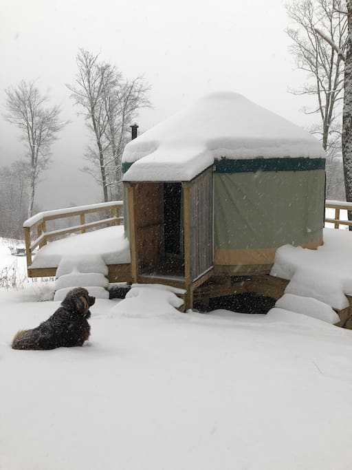 Snowfall at the yurt, dog not included