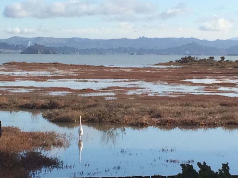 Located on Audubon Bird Sanctuary (Triangle Marsh)