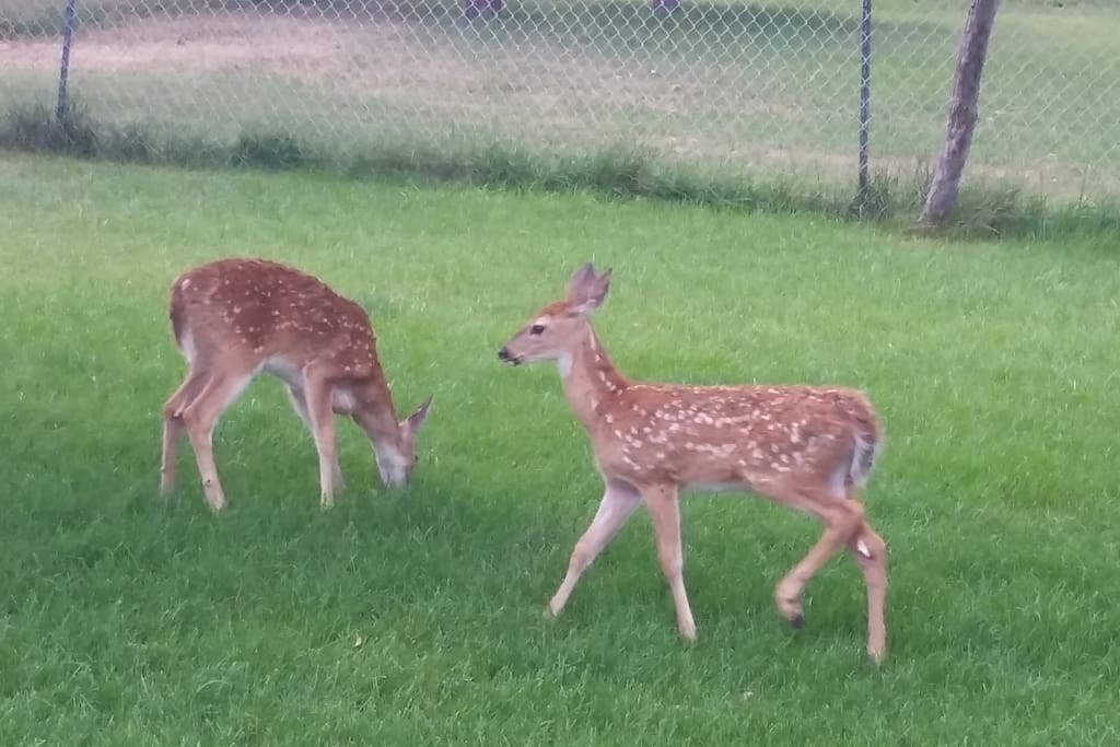 Deer pass through daily