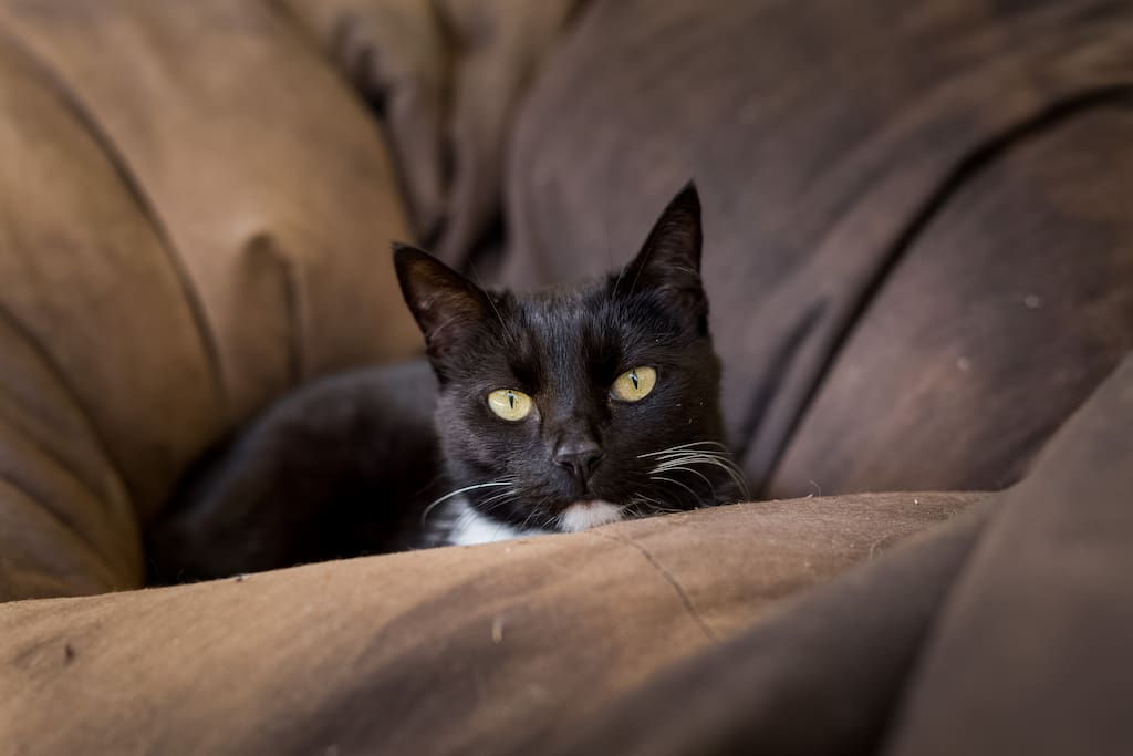 The Queen of the household - Marnie.