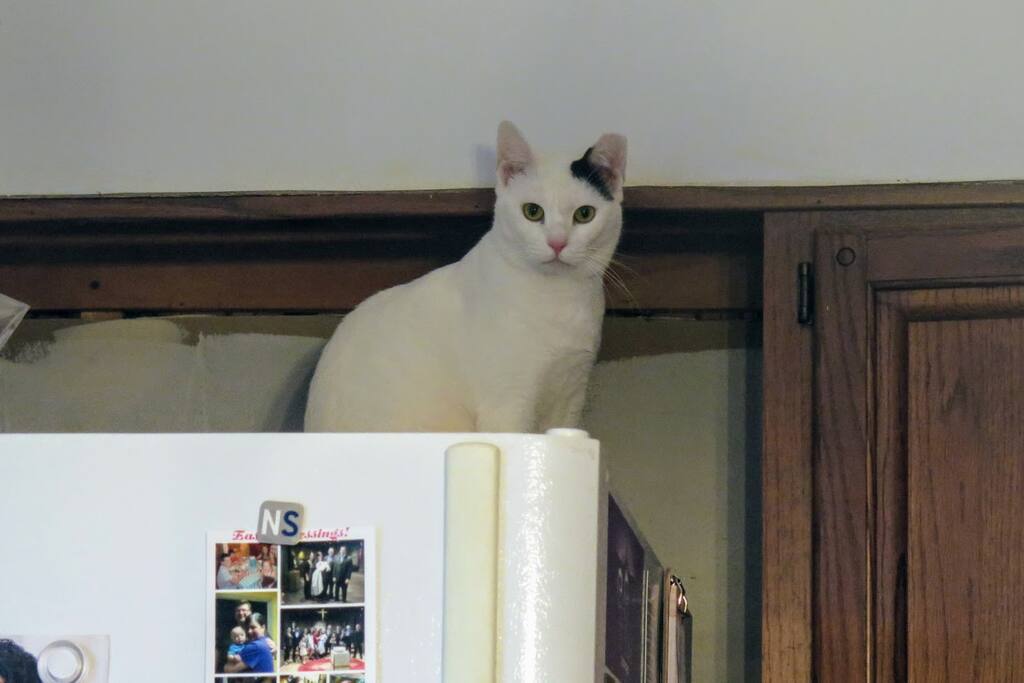 She keeps a eye on things for us when we're not around