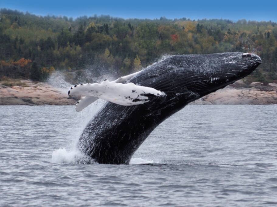 A 1h30, la ville de Tadoussac offre plusieurs forfaits pour partir à la découverte des majestueuses baleines.