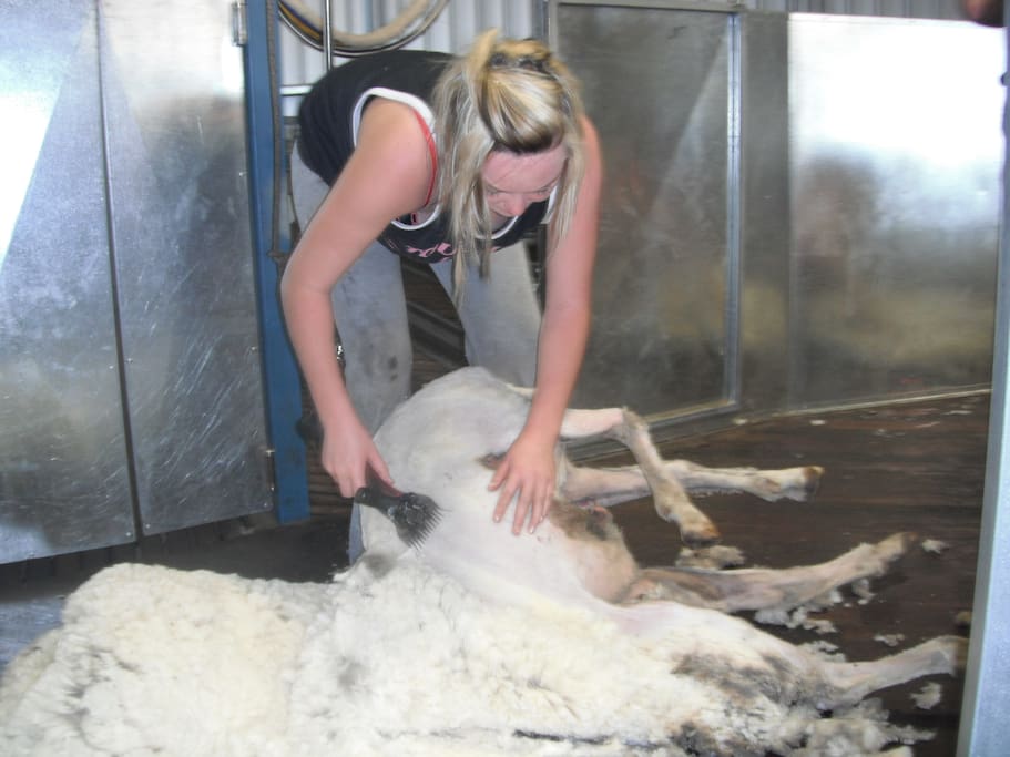 Working shearing sheep
