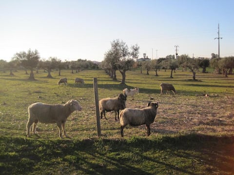 Farm House - 2 Bedrooms and one living room