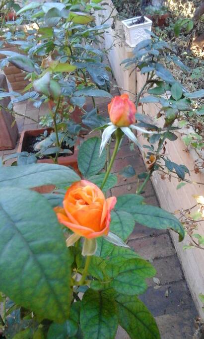 my roses