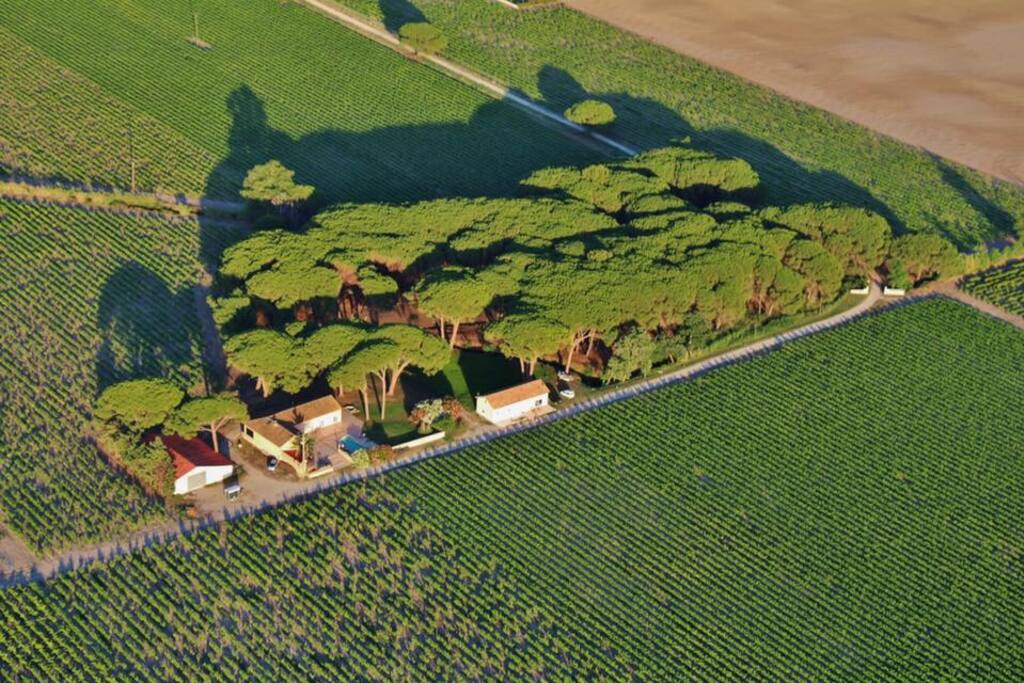 La pinède où se trouve le gîte , repère visuel pour les flamands roses nous permettant ainsi de pouvoir les voir passer au dessus de notre tête régulièrement