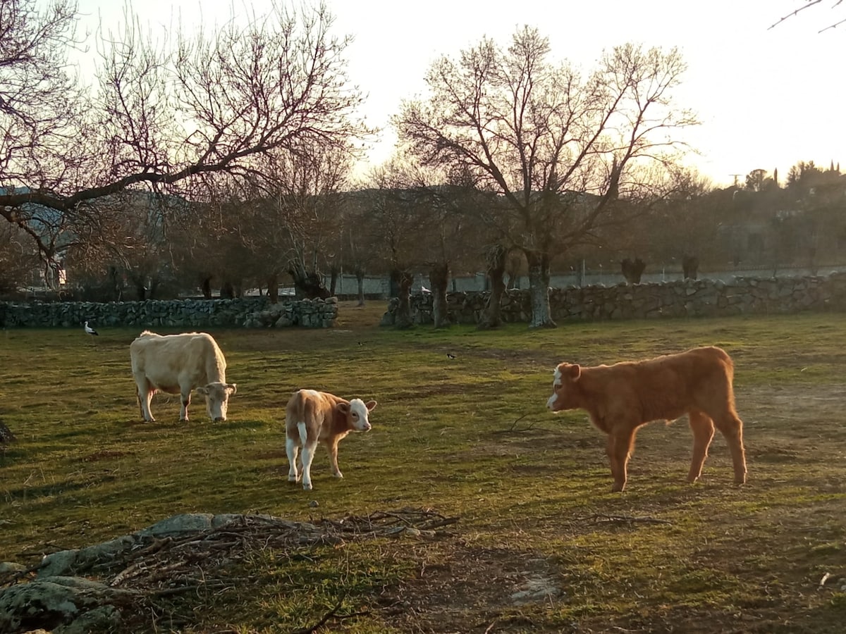 A serene rural scene is captured, featuring three cows on a grassy meadow. Two adult cows and a calf are visible, with trees in the background and stone fencing defining the space. Soft evening light casts a warm glow across the landscape.