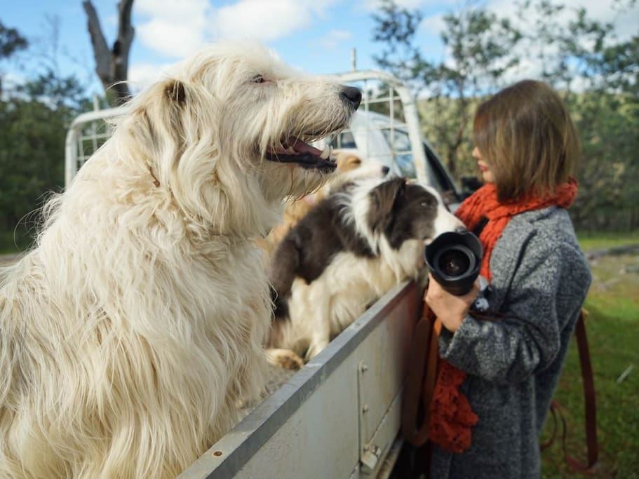 看牧羊犬们炫技 一场令人兴奋的赶羊show 澳大利亚旅游攻略 尽在airbnb爱彼迎