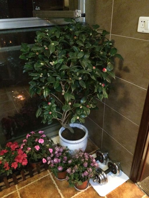 阳台室内植物
