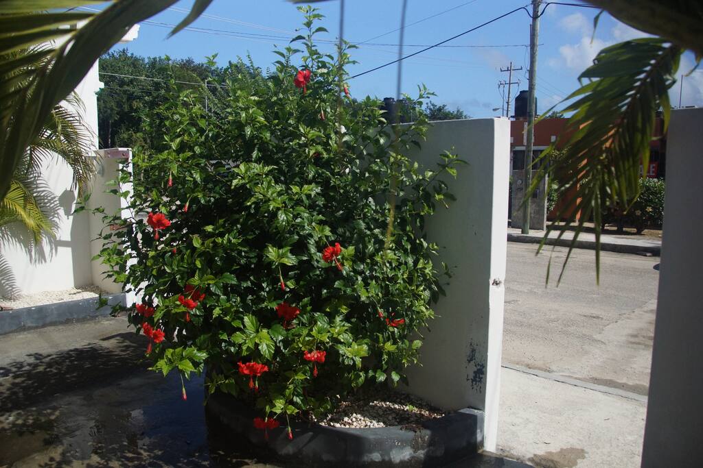 Hibiscus