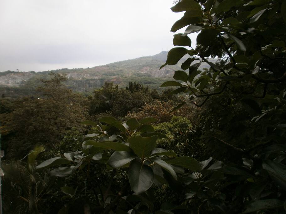 el arbol de aguacate, la vista, el amanecer