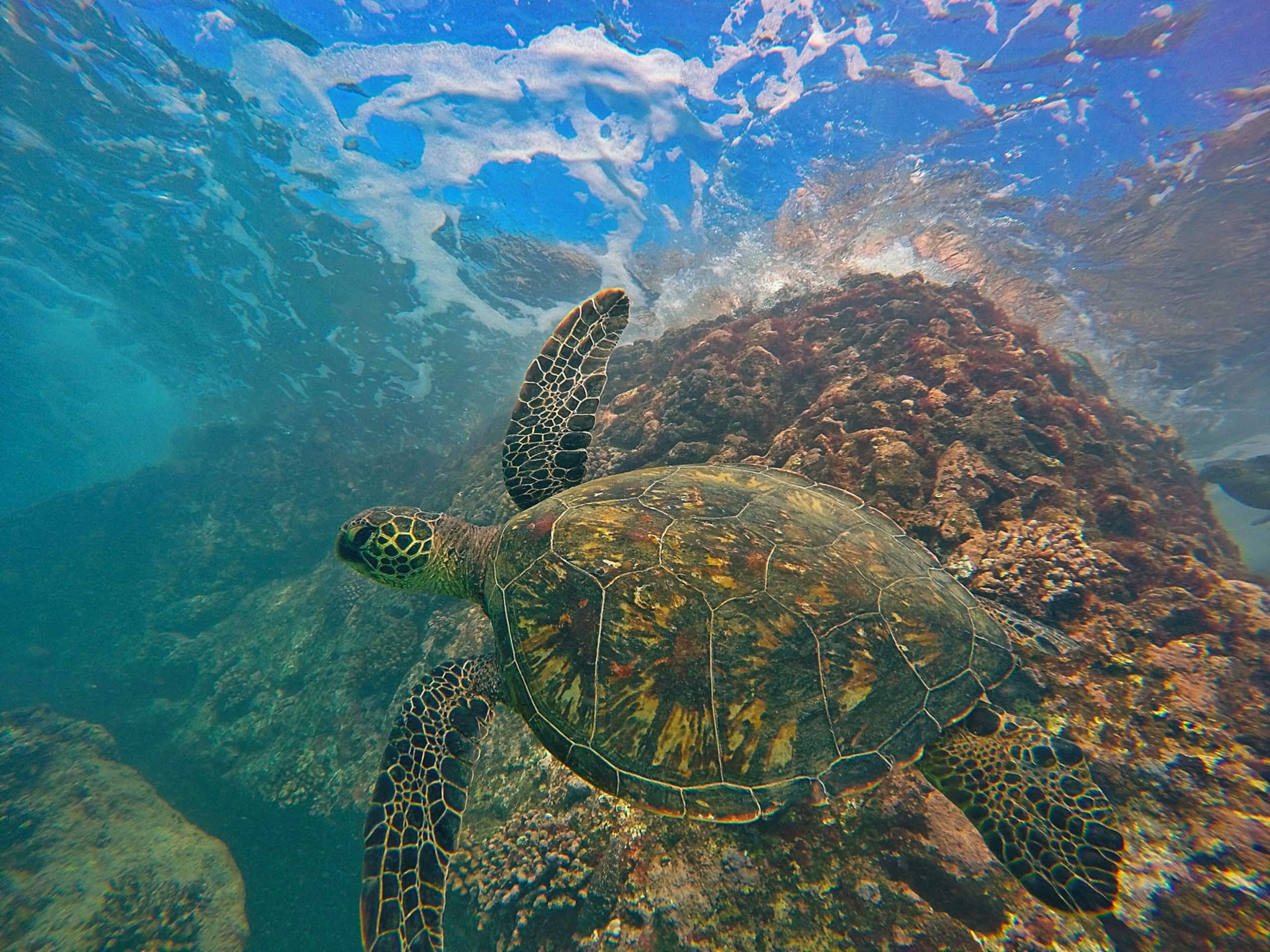 Lovely & Clean Unit | Minutes to Waikiki Beach - Image 10