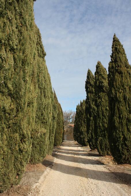 Allée de cyprès pour accéder au Mas