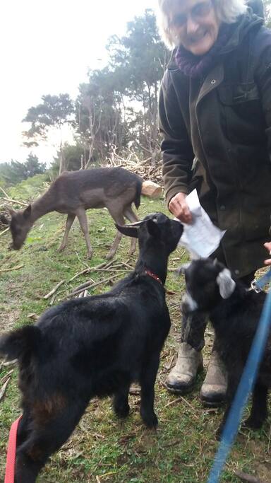 Feed our pets if you wish.