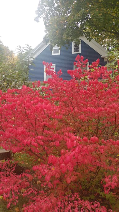 Burning bush in front yard, a fall highlight