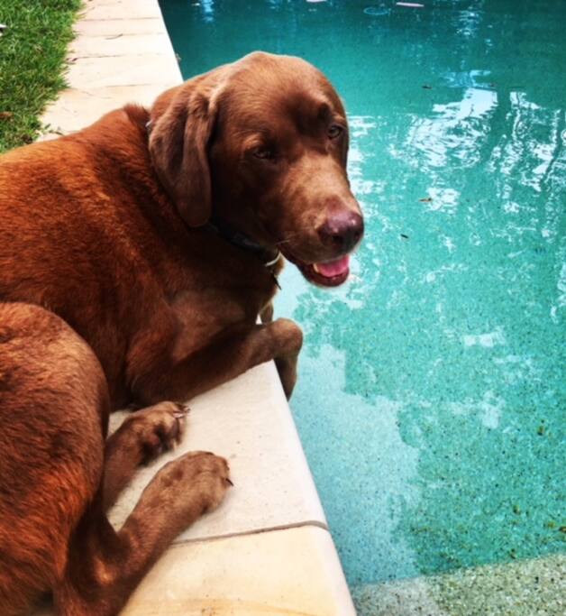 Karingal Gard dog Beau