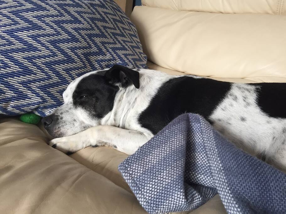 Our very lazy and chilled out Staffie ❤️