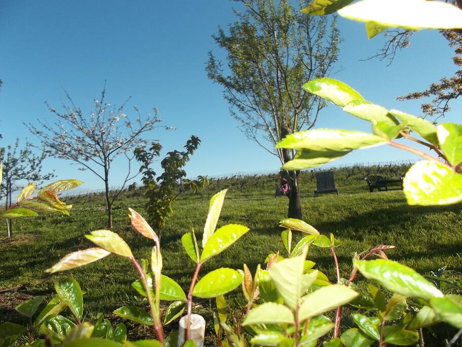 un angle de vue du jardin , beaucoup de fruitiers: figuiers, pêchers , amandiers...
