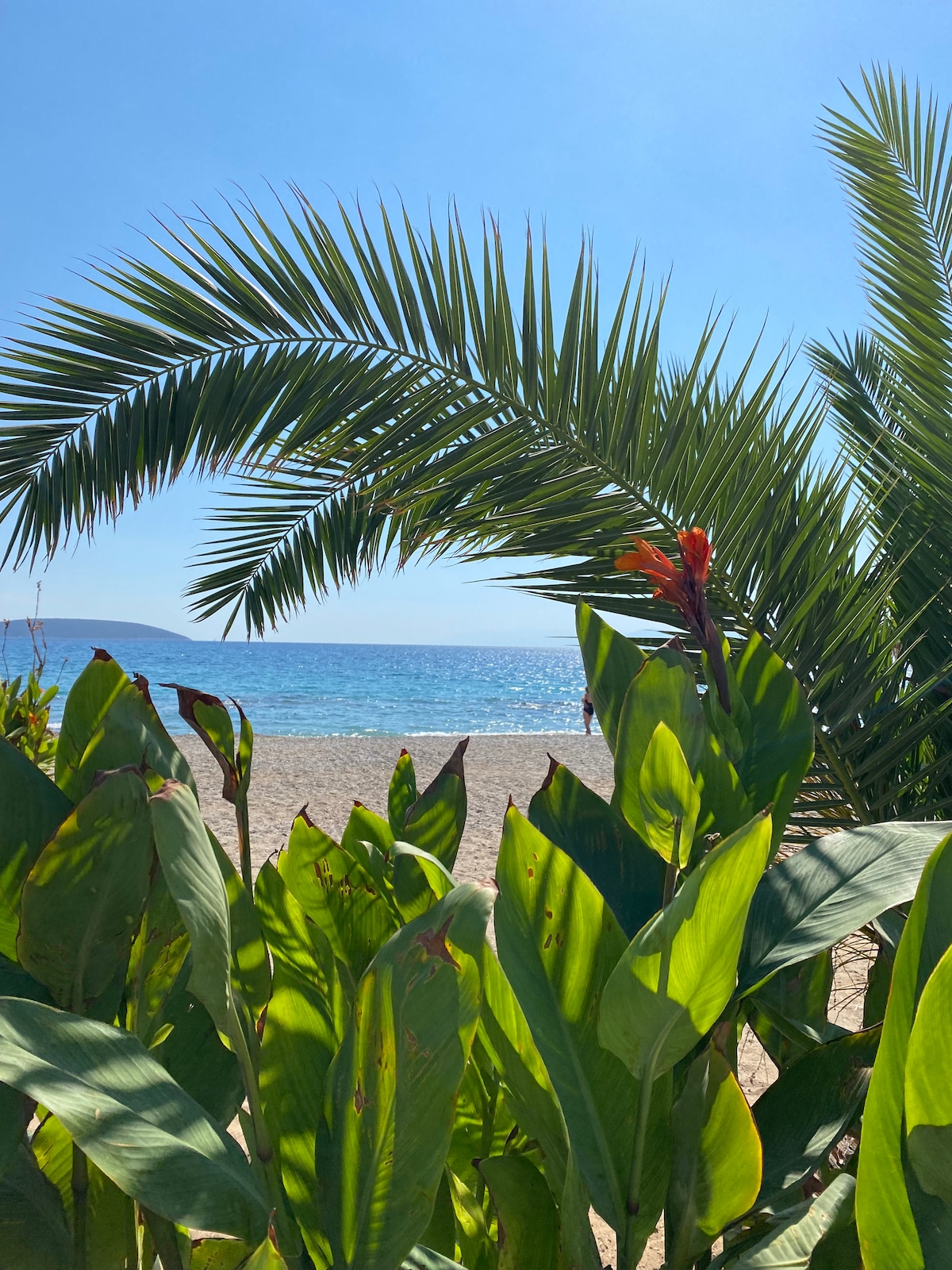 Lush green foliage frames a serene beach scene, with a clear blue sky overhead. Gentle waves can be seen lapping at the shore in the distance, offering a glimpse of the tranquil ocean beyond.