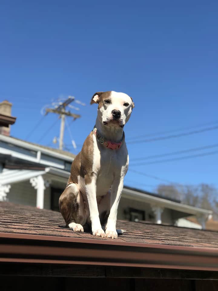 10 Best PetFriendly Rentals In Galena, Illinois Updated 2024 Trip101