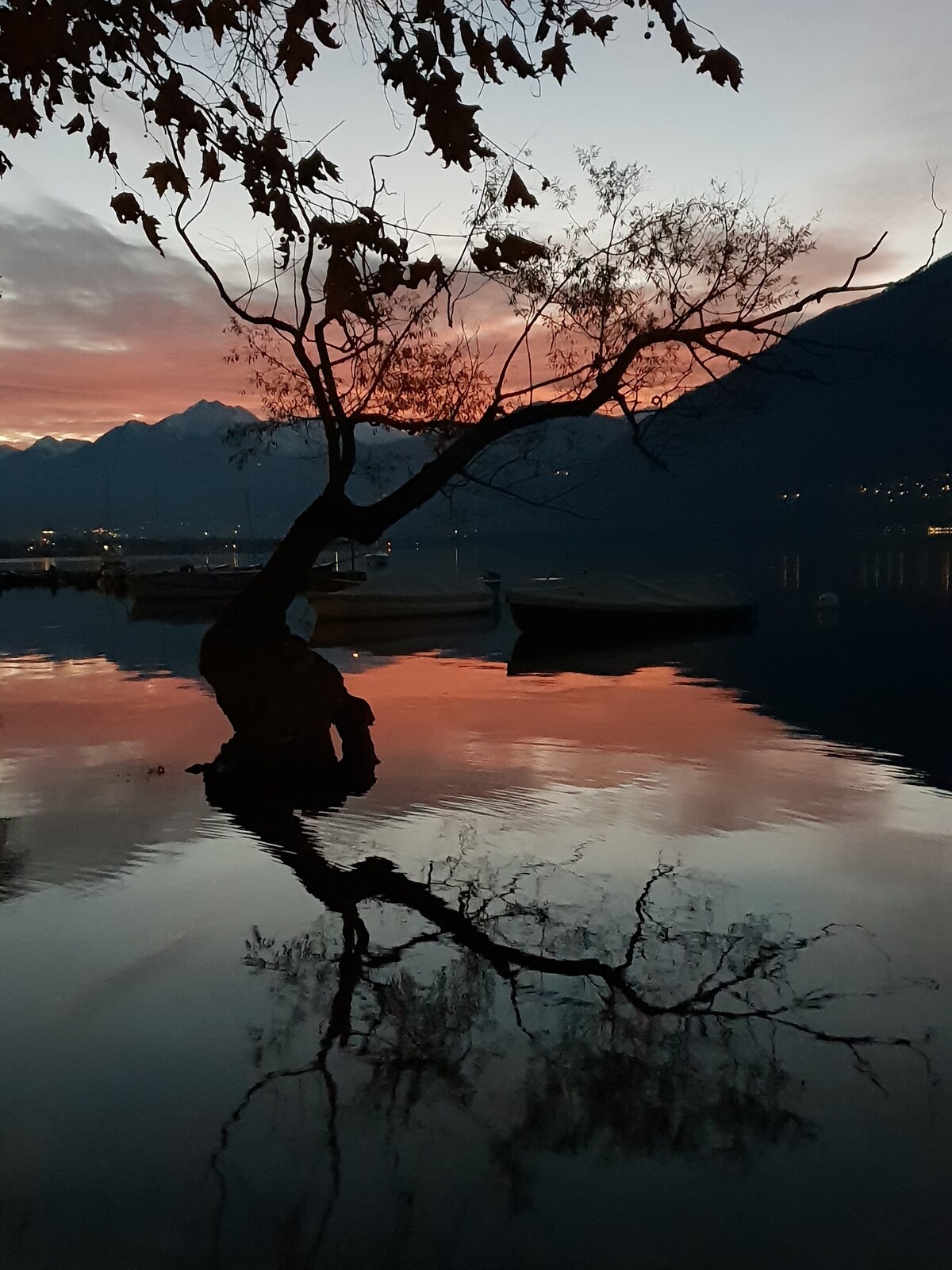 A serene lakeside scene at dusk is showcased, featuring a solitary tree with intricate branches reflected in calm water. The silhouette of the mountains is visible in the background, with soft hues of pink and orange illuminating the sky.