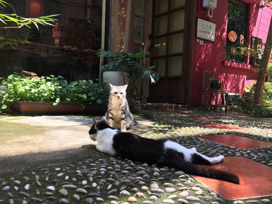 奶牛和村长的午后时光