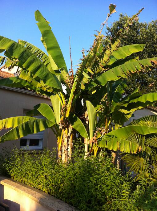 Le jardin