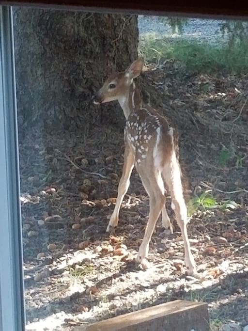 Looking out of master bedroom