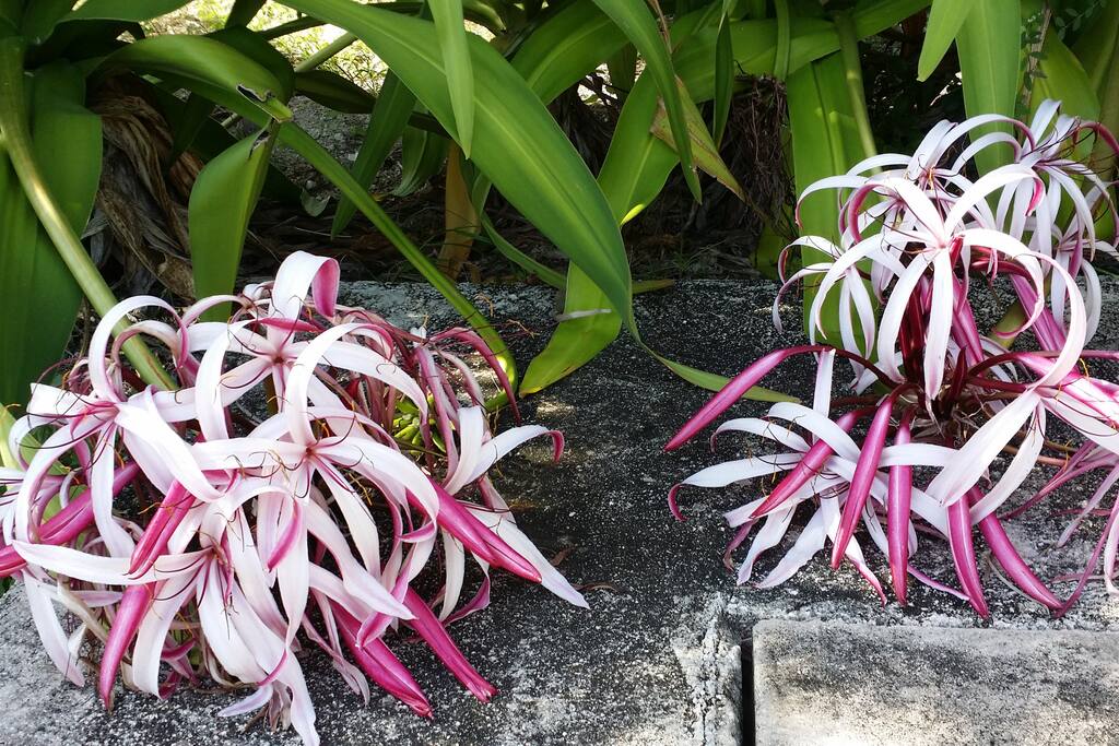 lilies