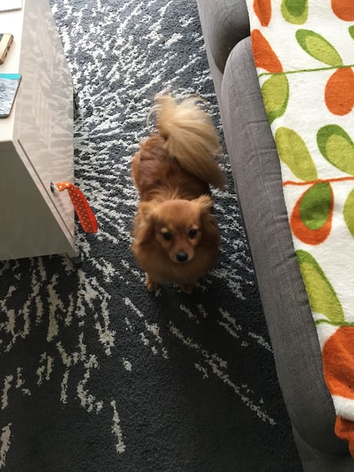 Meet Bear