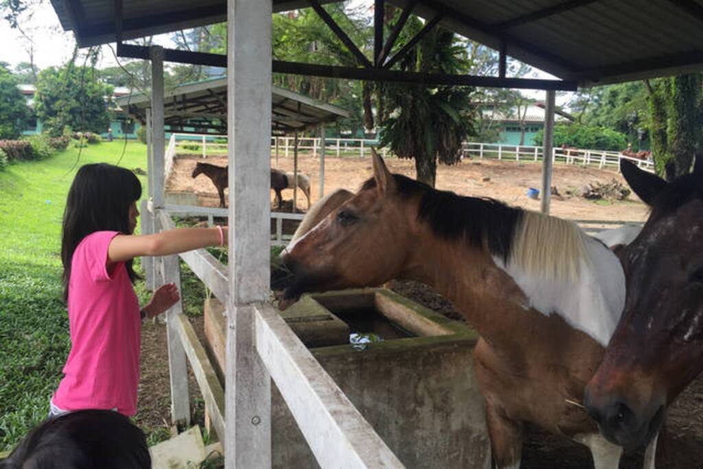 It's fun to feed horses.