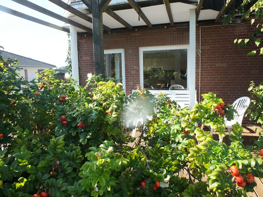 Die Terrasse versteckt hinter Heckenrosen