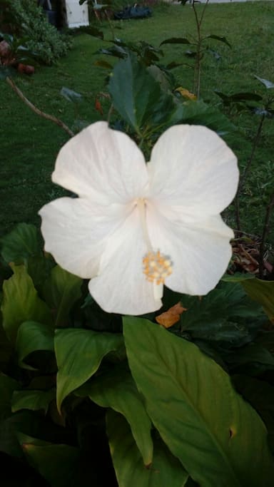 Beautiful flower named "White Hibiscus"
Linda flor llamada "Hibiscus Blanco"