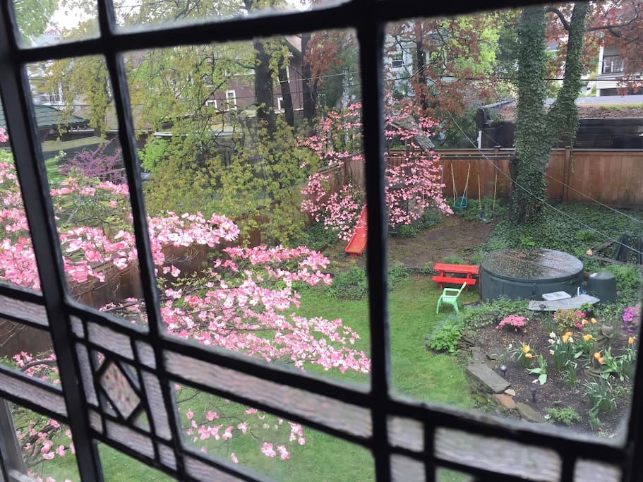 Backyard through the landing window