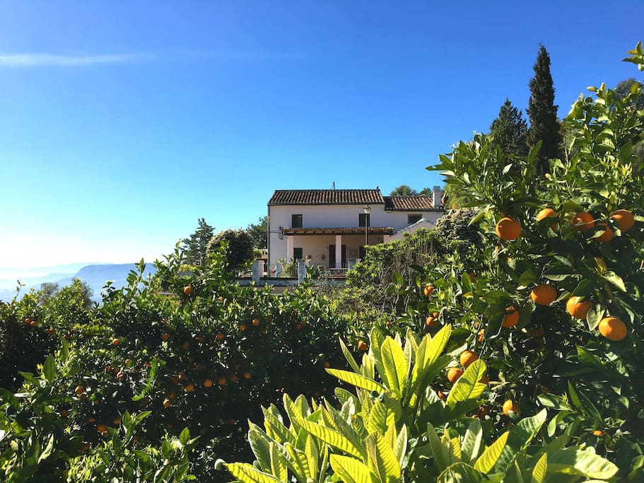 Finca im Orangen Hain