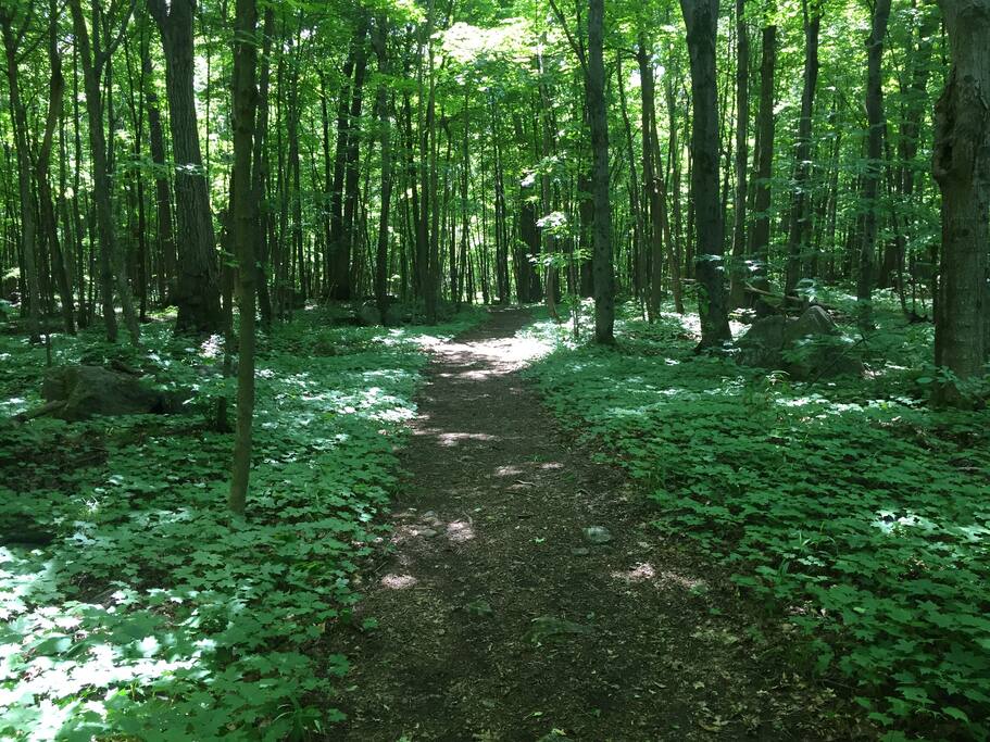 Just another spring day in the forest...