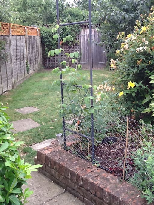 Back garden