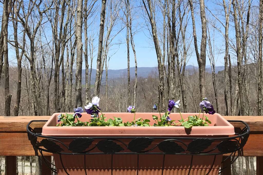 Just March of 2018...the leaves have yet to appear...