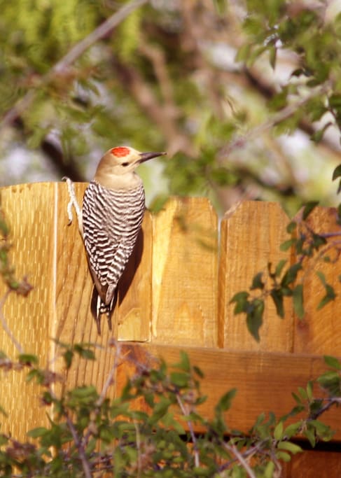 Gila Woodpecker