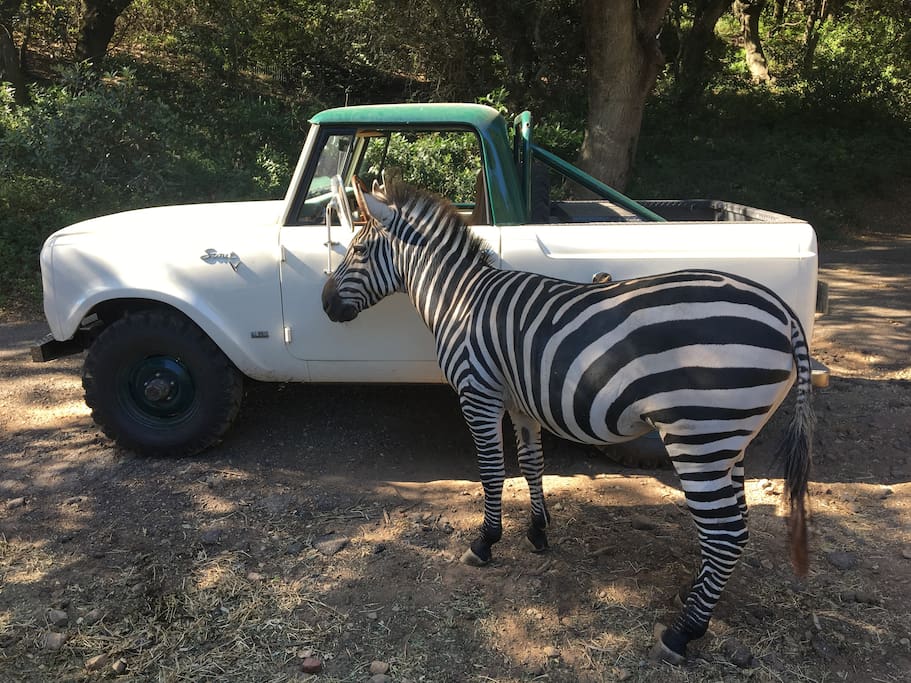 Meet Maynard, the Ranch's Zebra