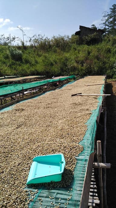 Sun drying coffee